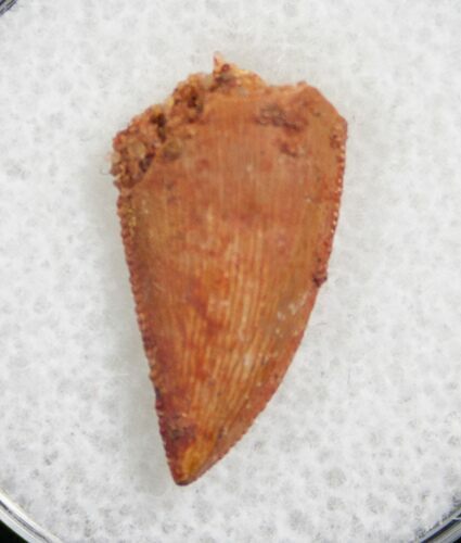 Sharply Serrated Raptor Tooth From Morocco - #7926